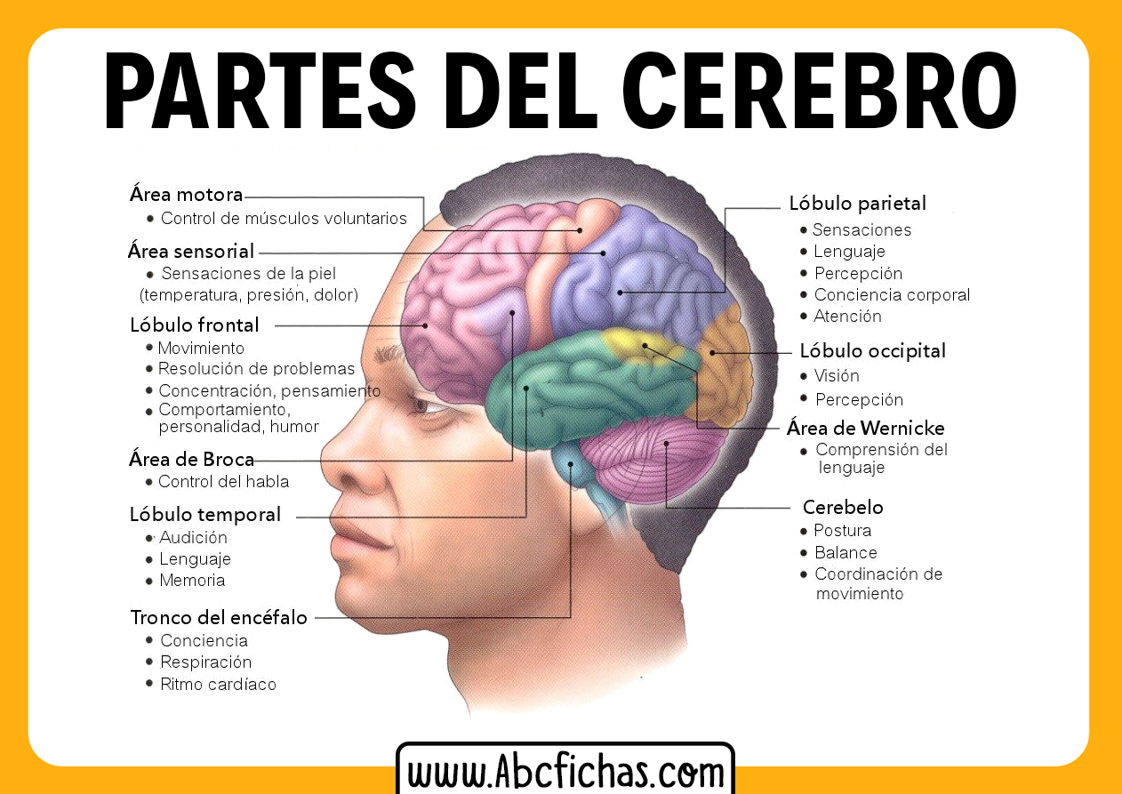 Partes del cerebro y sus funciones