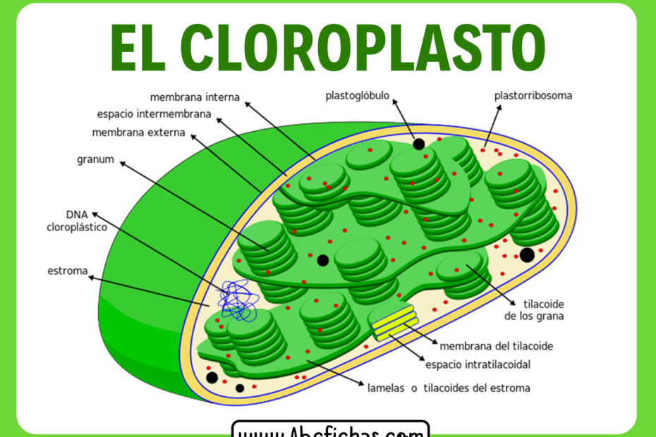 Partes del cloroplasto