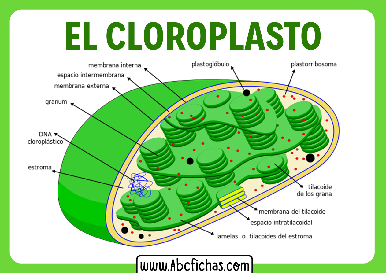 Partes del cloroplasto