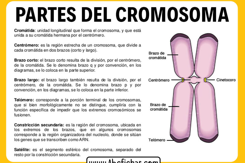 Partes del cromosoma