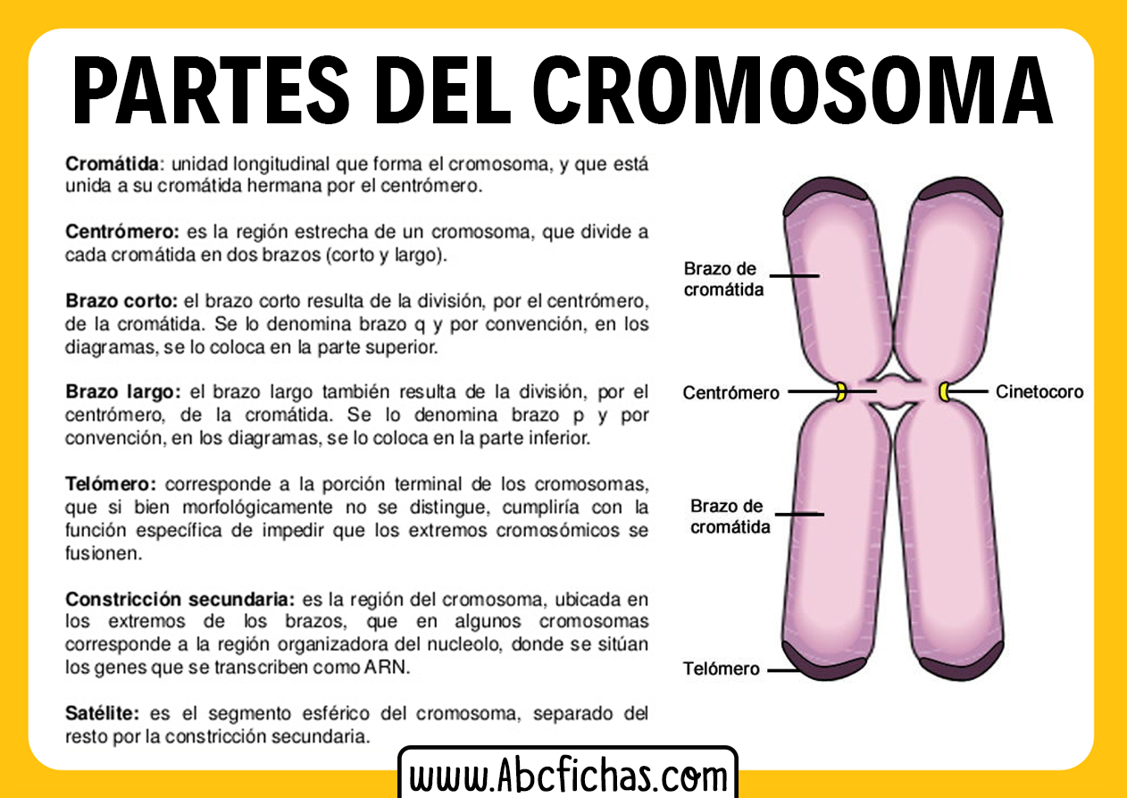 Estructura Y Partes De Un Cromosoma