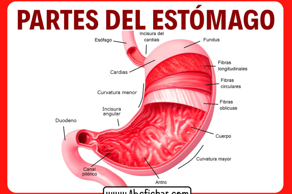 Partes del estomago