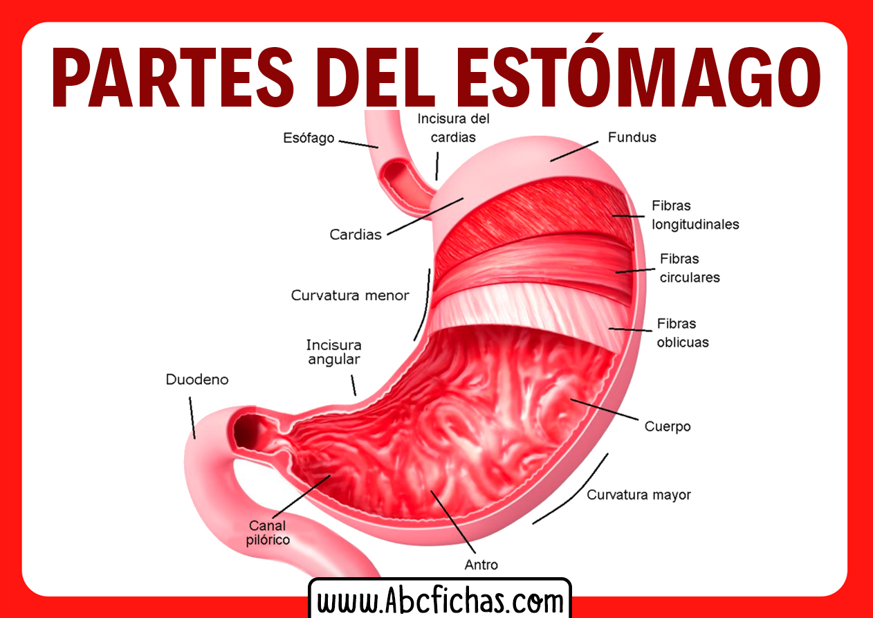 Partes Del Estomago