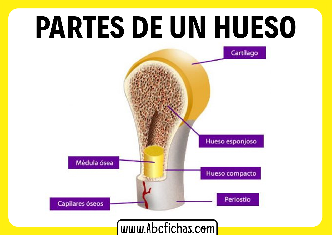 Estructura Interna Y Partes De Un Hueso