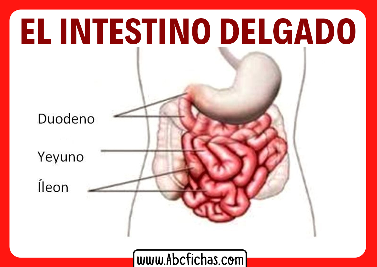 Partes del intestino delgado