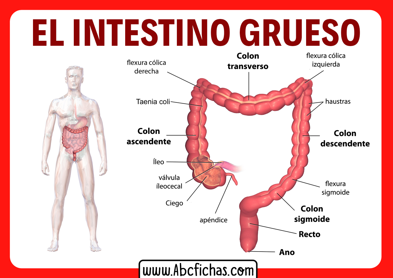 Partes del intestino grueso