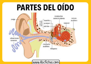 Partes del oido