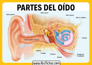 Partes del oido externo y oido interno