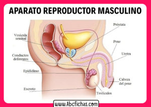 Partes del sistema reproductor masculino