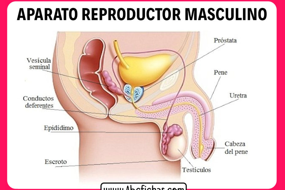 Partes del sistema reproductor masculino