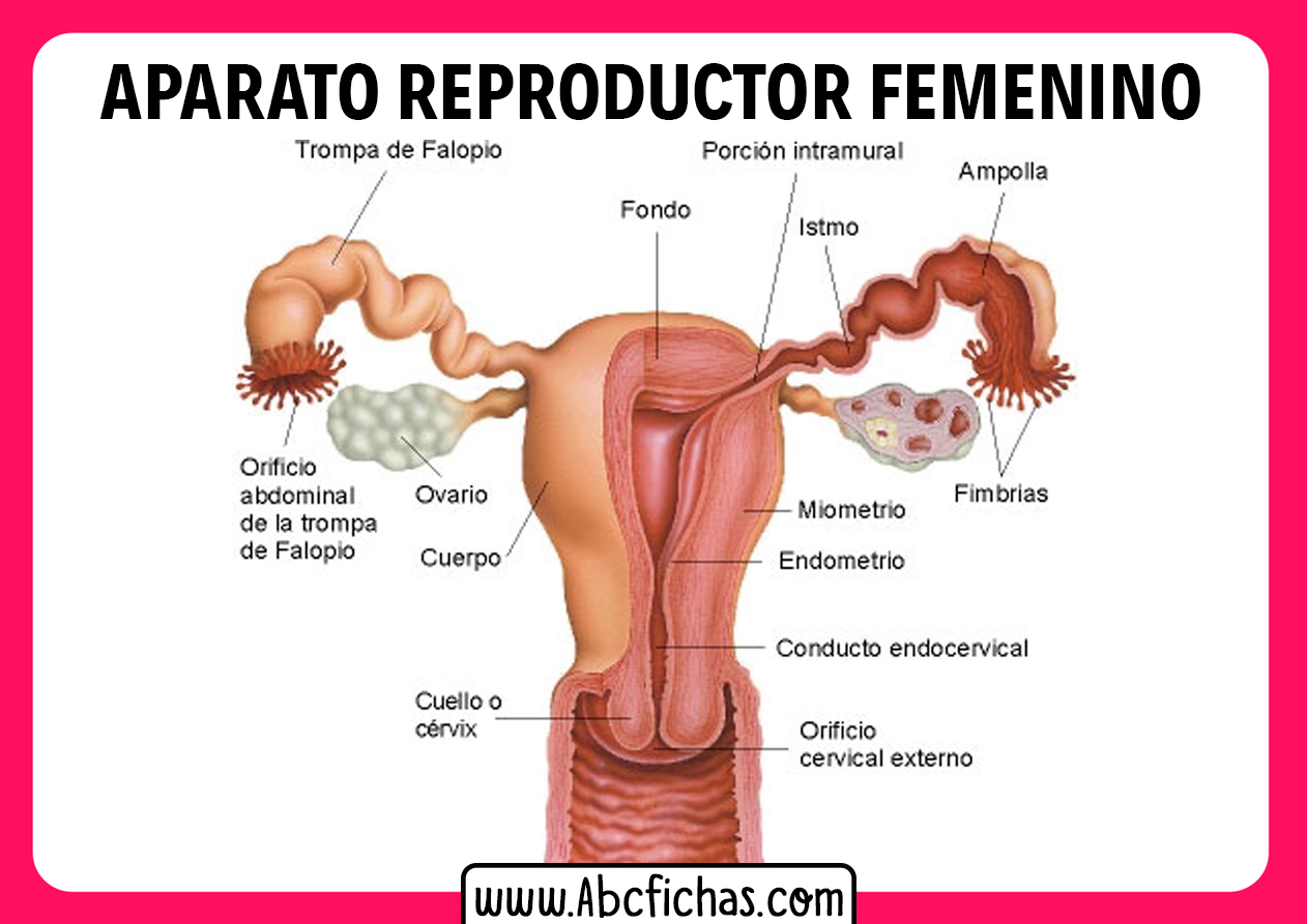 Partes del aparato reproductor femenino