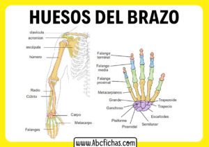 Partes del brazo