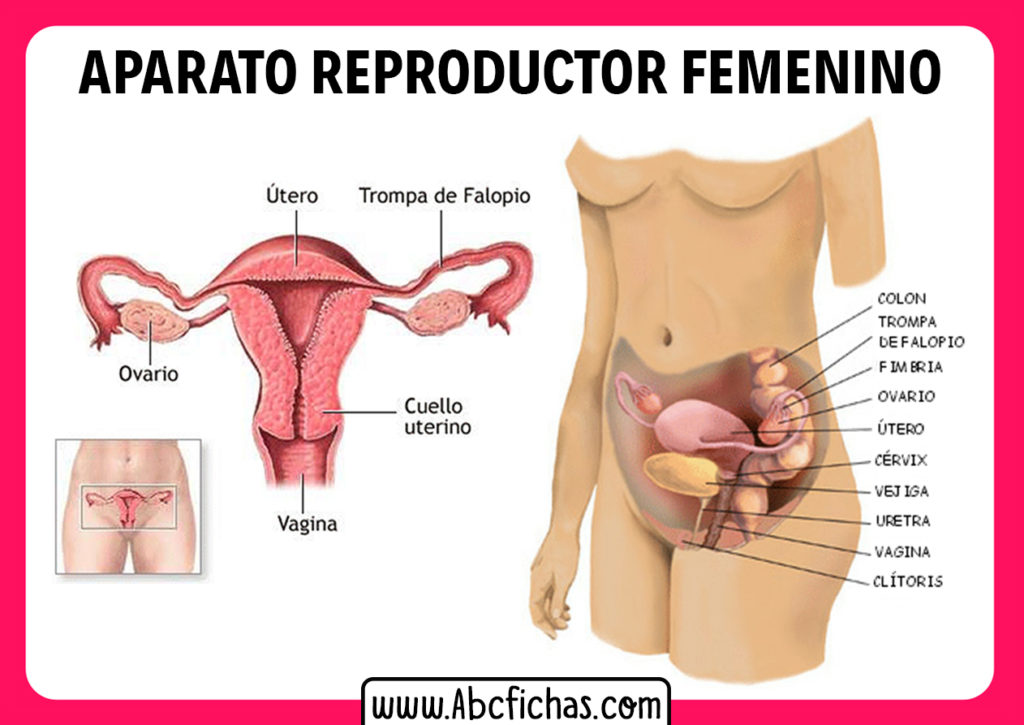 Partes del sistema reproductor femenino ABC Fichas Partes del sistema reproductor femenino ABC Fichas