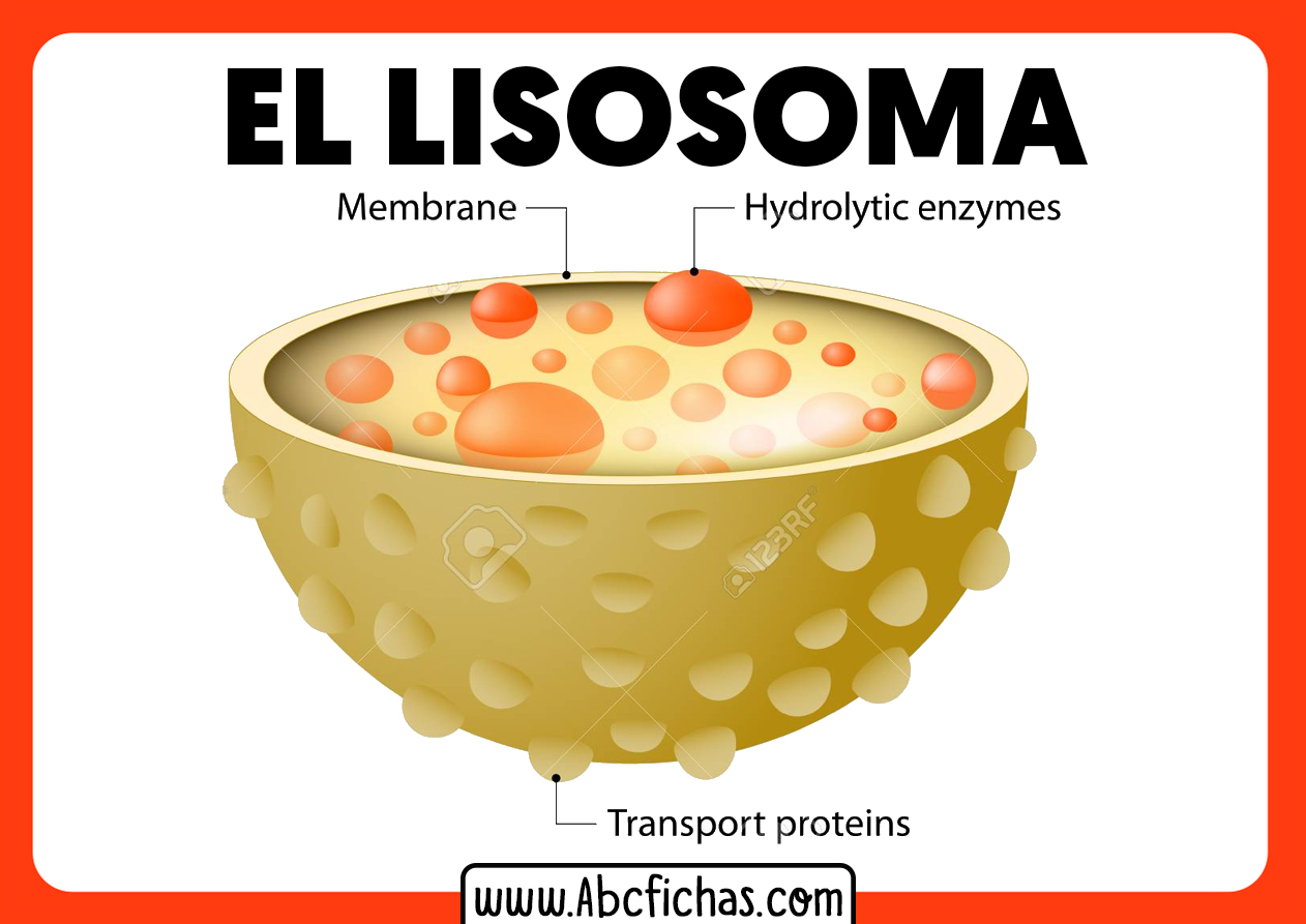 Parts of a lysosome
