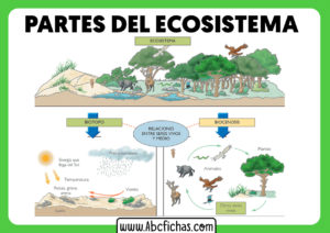 Que es un ecosistema y sus partes