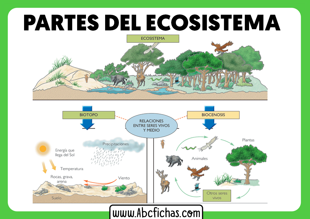 Que Es Un Ecosistema Y Sus Partes Abc Fichas