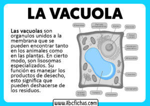 Que es una vacuola funcion y partes de una vacuola