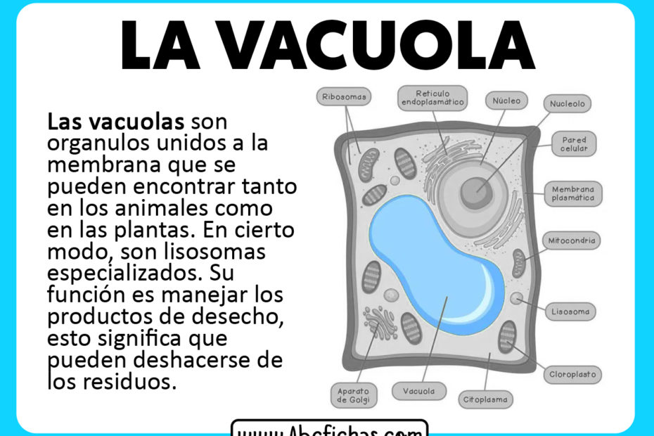 Que es una vacuola funcion y partes de una vacuola