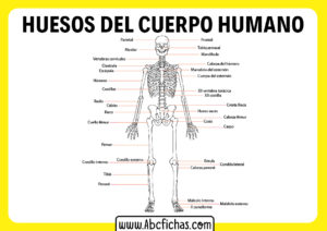 Sistema esqueletico del cuerpo humano