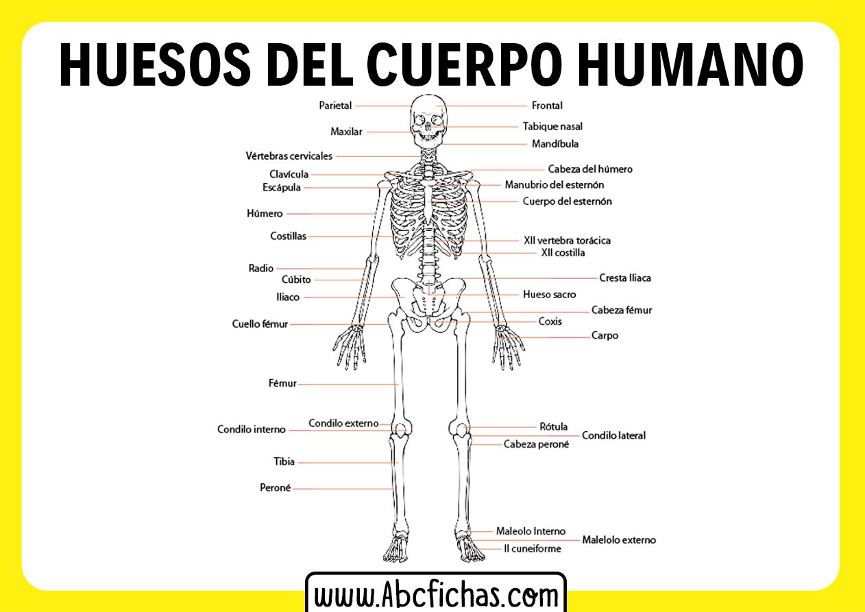 Sistema esqueletico del cuerpo humano