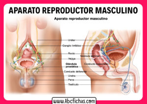 Sistema reproductor masculino