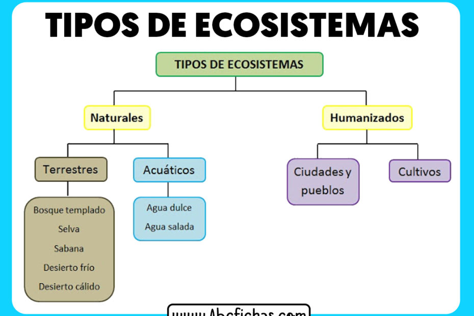 Tipos de ecosistemas esquema