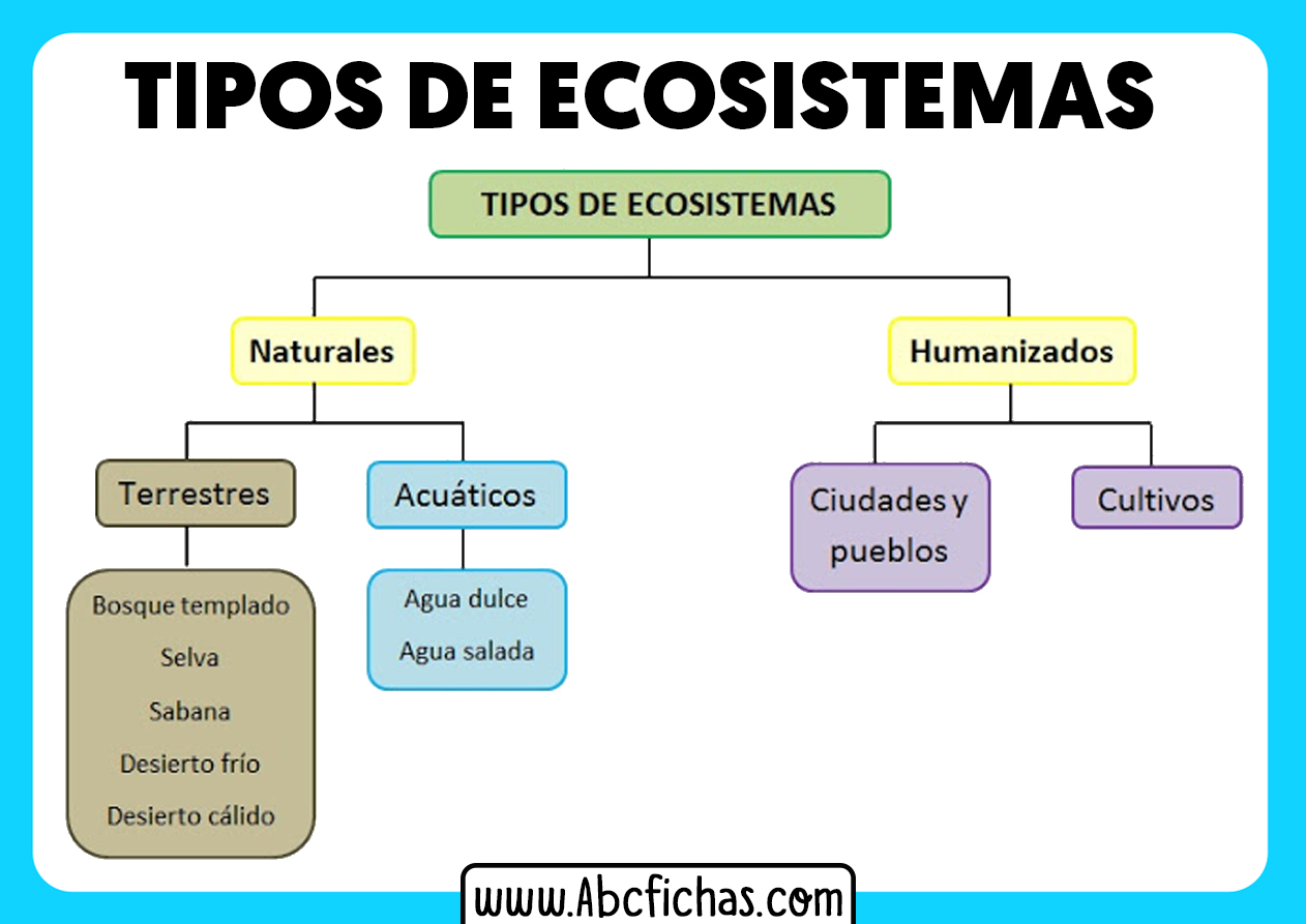 Tipos de ecosistemas esquema