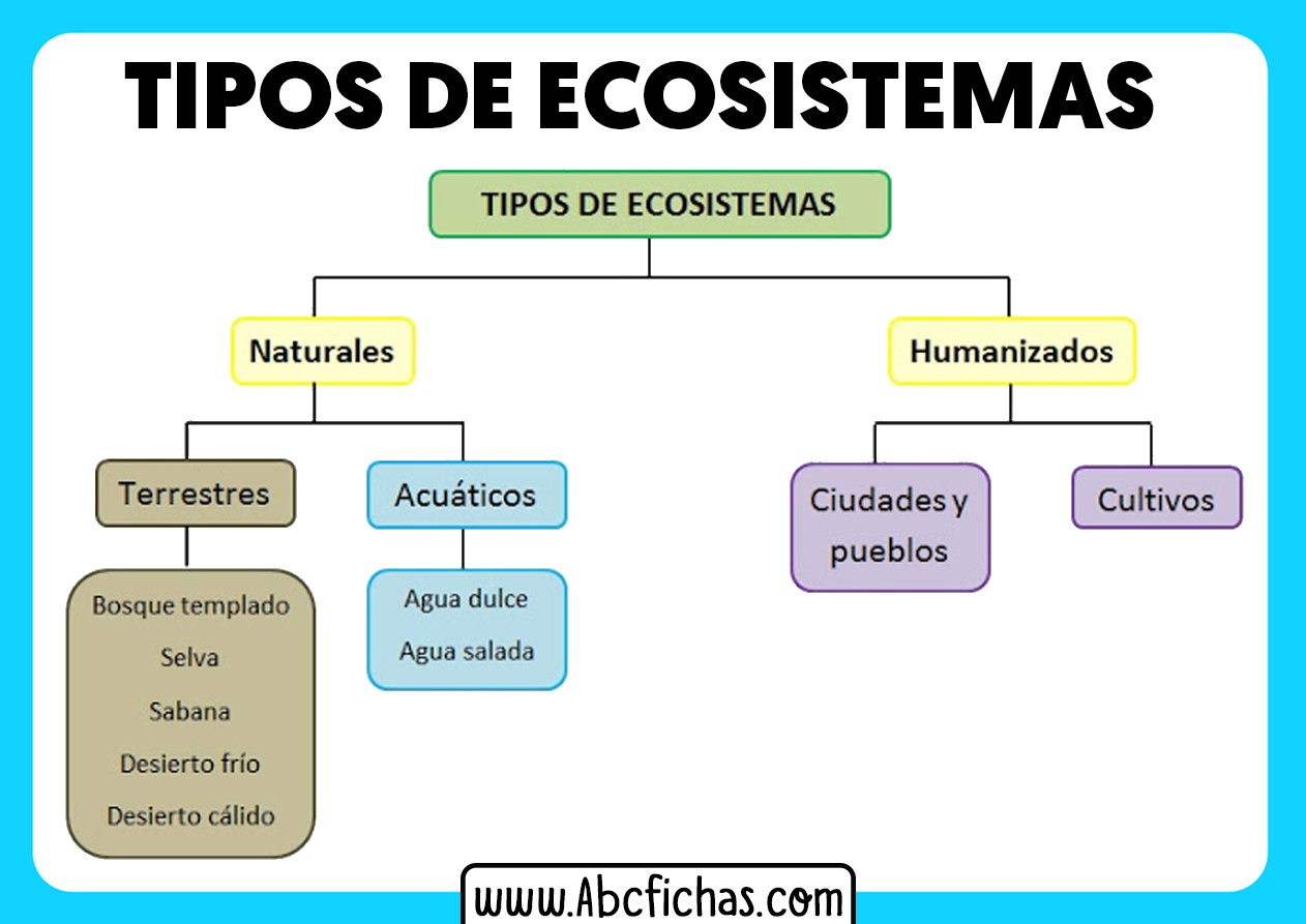 Mapa Conceptual De Los Tipos De Ecosistemas Demi Mapa Images Images