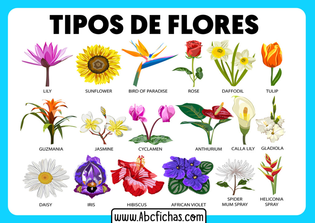 Tipos de flores abc fichas