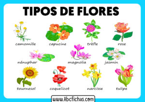 Tipos de flores de plantas