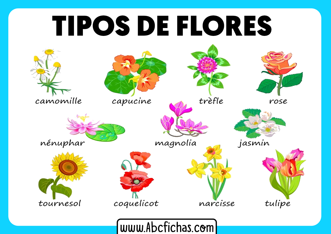 Tipos de flores de plantas