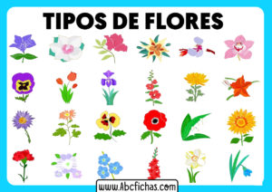 Tipos de flores en dibujo