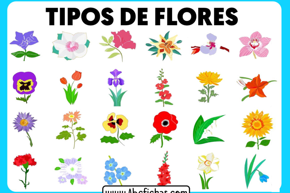 Tipos de flores en dibujo