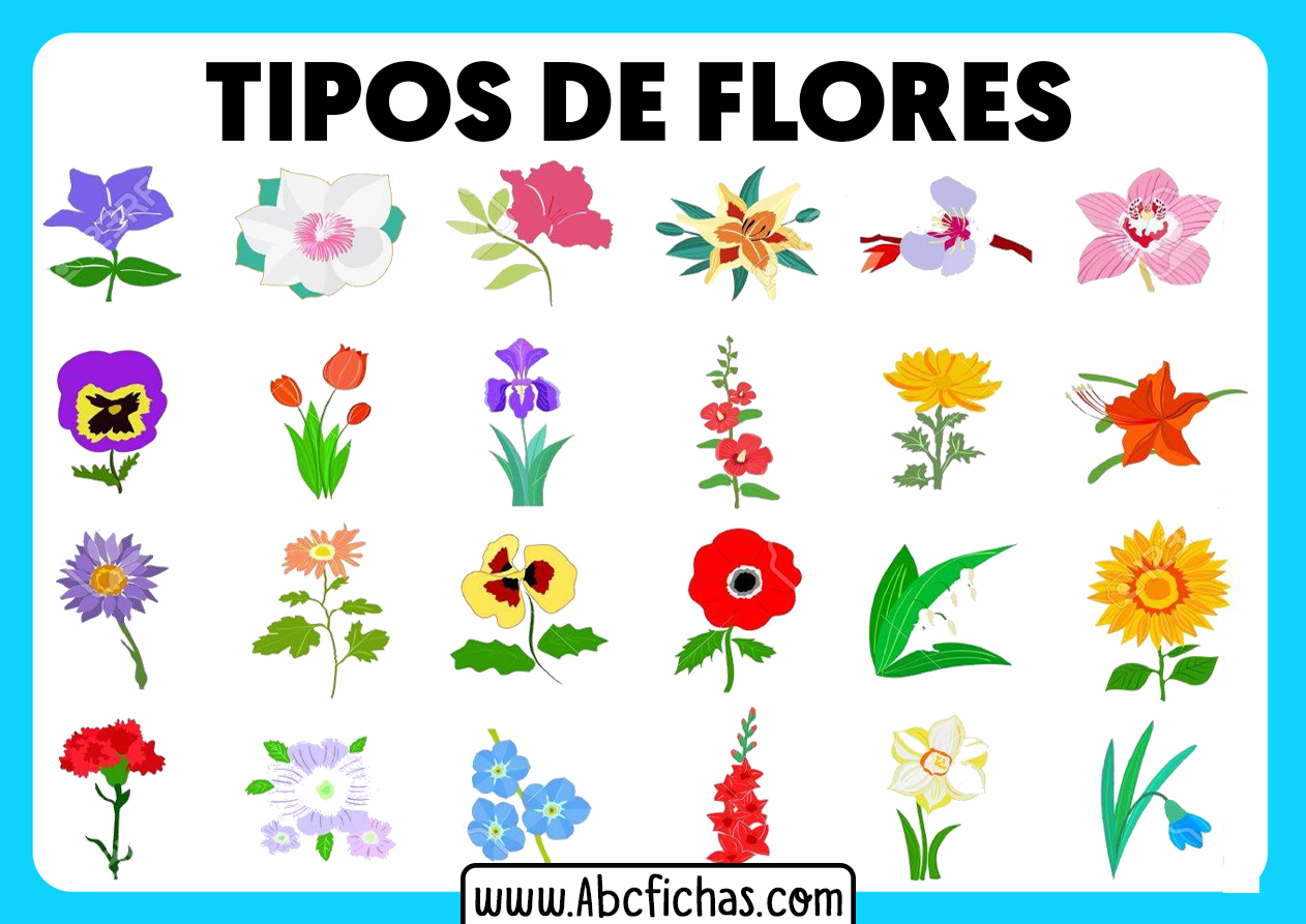 Tipos De Flores Dibujo Tipos de Flores | Ilustraciones y dibujos de Flores bonitas