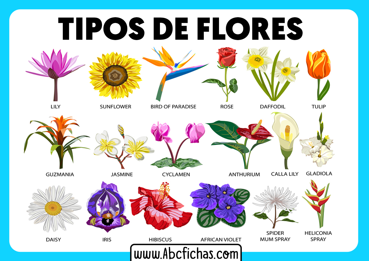 Tipos de flores