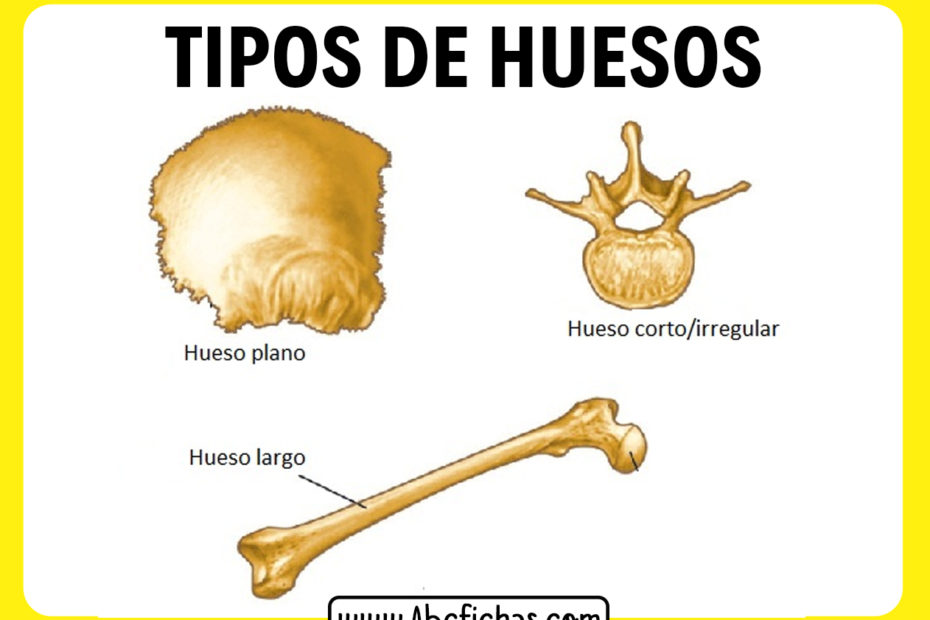 Tipos de huesos