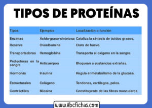 Tipos de proteinas