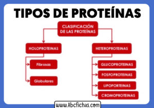Tipos de proteinas y clasificacion