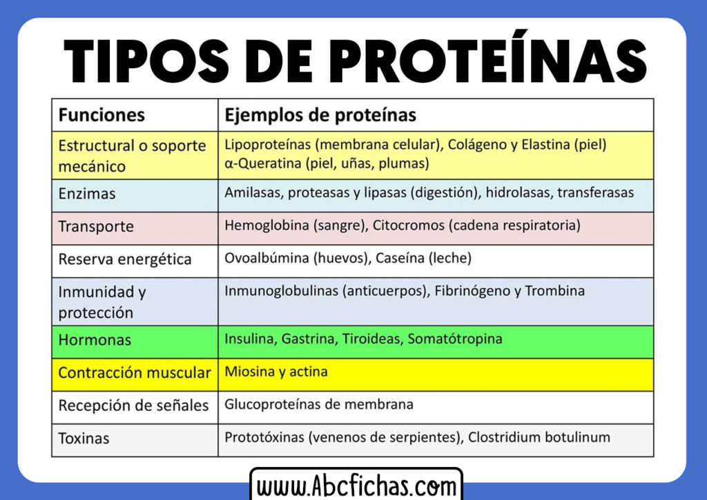 Clasificación y Tipos de Proteínas