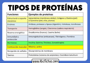 Tipos y ejemplos de proteinas