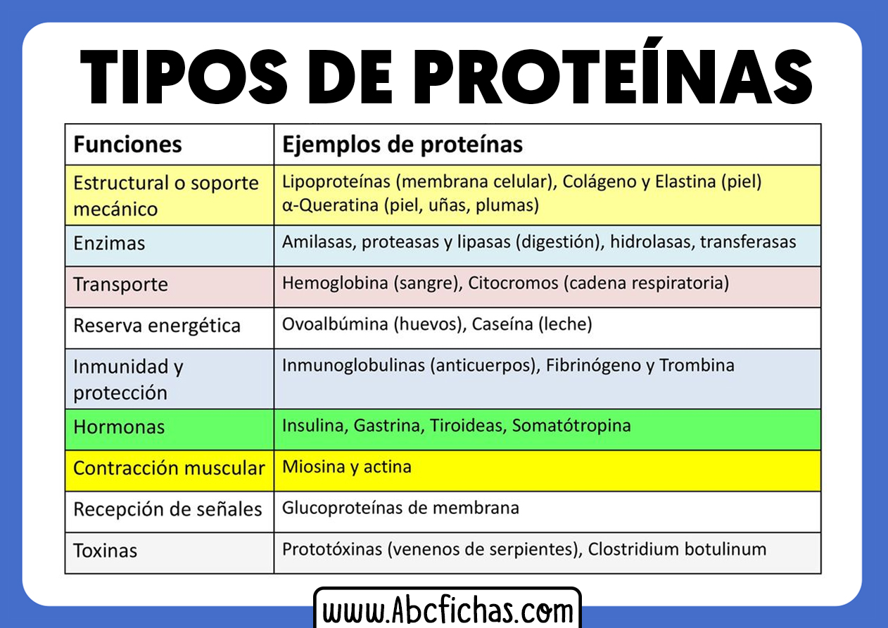 Tipos y ejemplos de proteinas