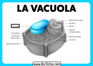 Vacuola celula vegetal