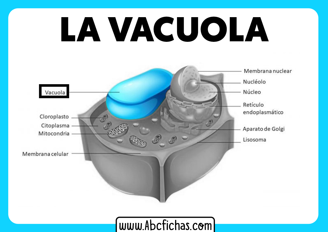 Vacuola celula vegetal