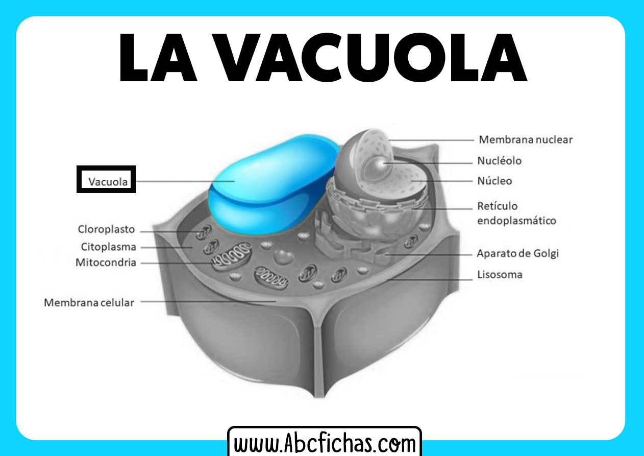 Diagrama De Vacuolos Estructura Anat mica De C lulas Animales Con Diagrama De Vacuolos Estructura Anat mica De C lulas Animales Con