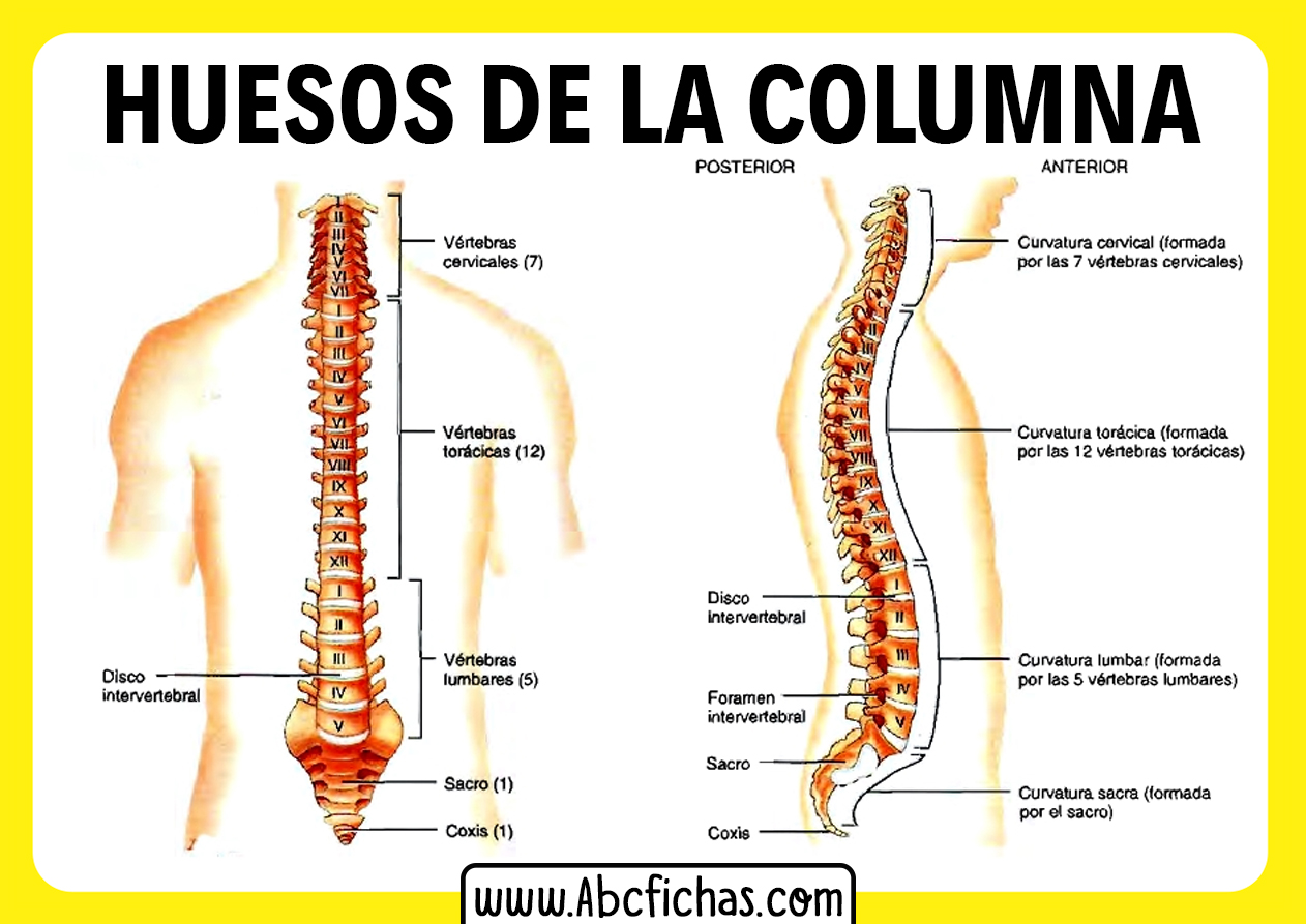 Vertebras y discos de la columna vertebral