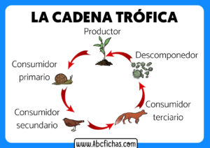 Ejemplo de cadena trofica