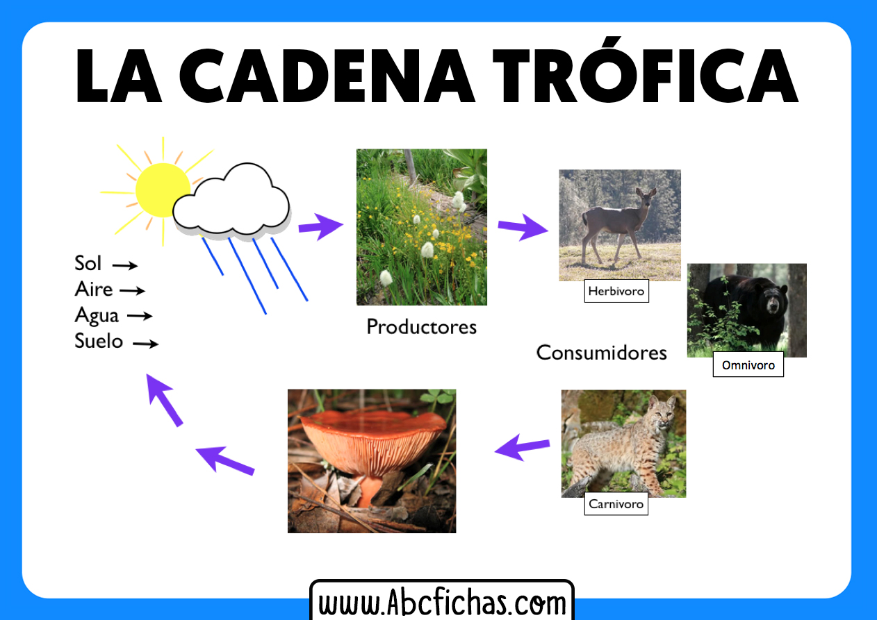 Ejemplo de la cadena trofica