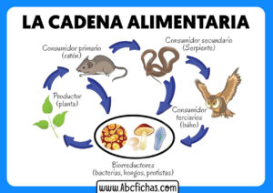 La cadena alimentaria