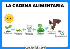 La cadena alimentaria para niños