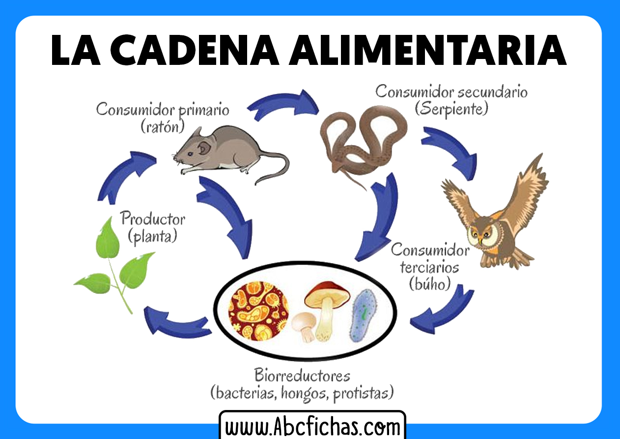 La cadena alimentaria